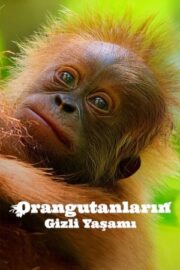 Orangutanların Gizli Yaşamı